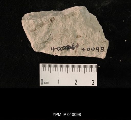 undet. Hexapoda