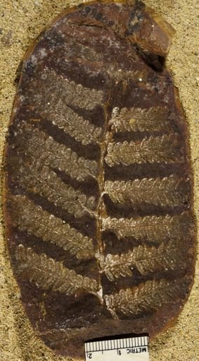 Pecopteris sp.