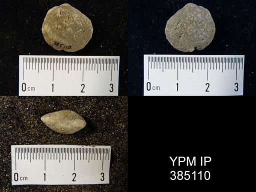 undet. Brachiopoda