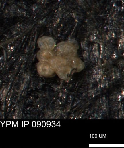 Coccolthiophyceae