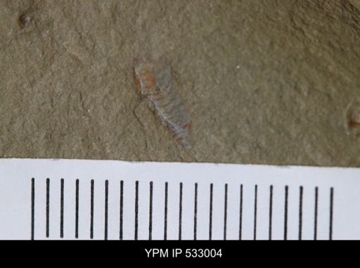 undet. Synziphosurina