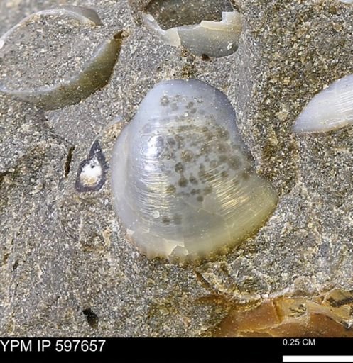 Protocardia?