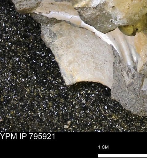 undet. Mollusca