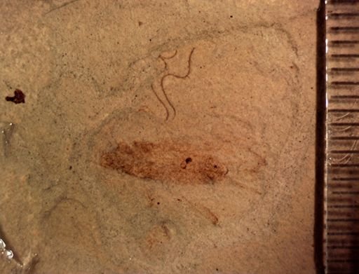 Blattodea?