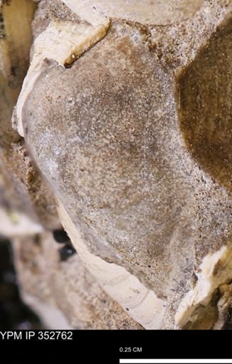 undet. Bivalvia