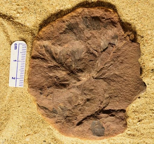 Asterophyllites equisetiformis