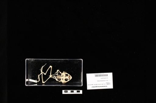 Ceratobatrachus guentheri