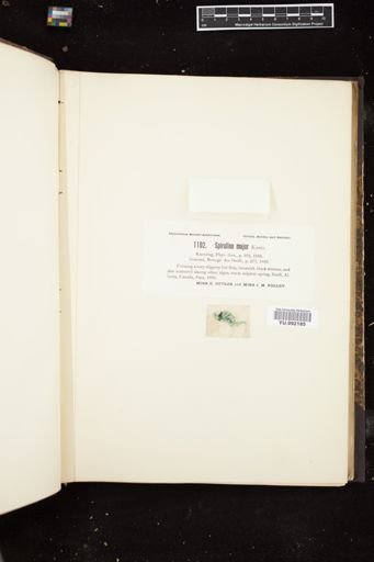 Spirulina major