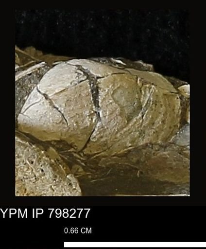 Protocardia