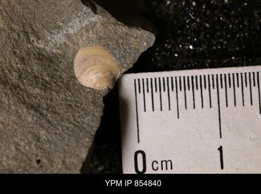 Limopsis sp.