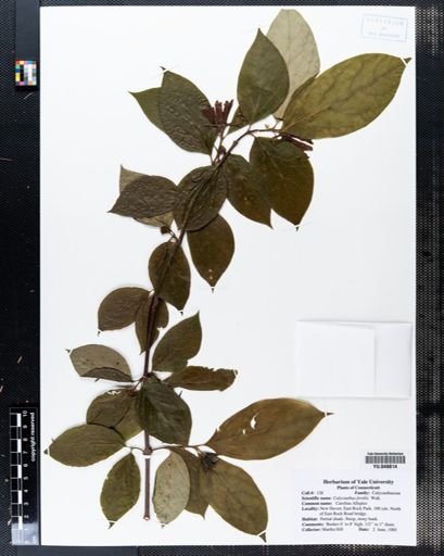 Calycanthus fertilis