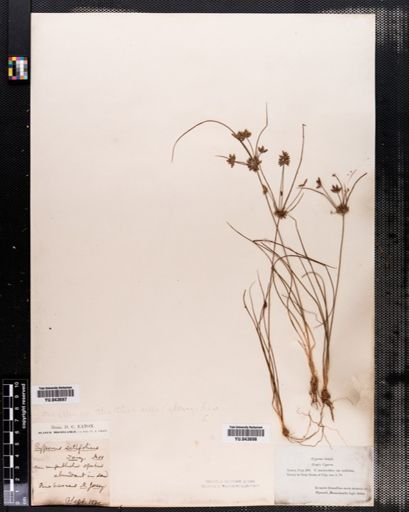 Cyperus grayii