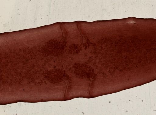 Dipylidium caninum
