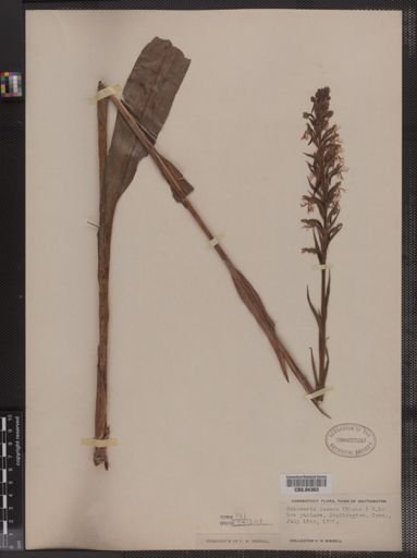 Habenaria lacera