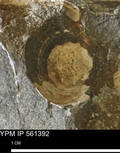 Limopsis sp.