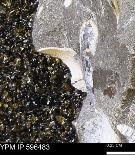 undet. Bivalvia