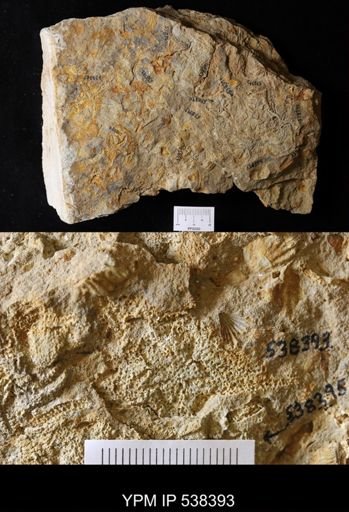 undet. Stelleroidea