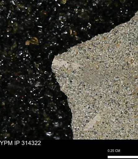 undet. Mollusca