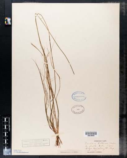Eleocharis robbinsii