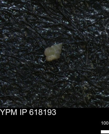 undet. Heterohelicidae