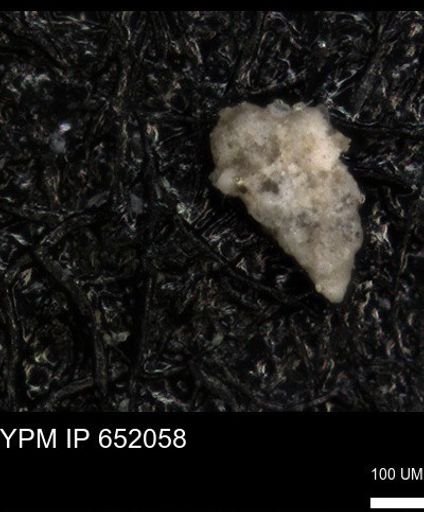 undet. Heterohelicidae