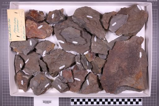 mixed taxa, stratigraphic collection