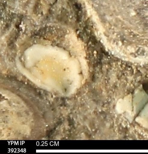 Protocardia subquadrata