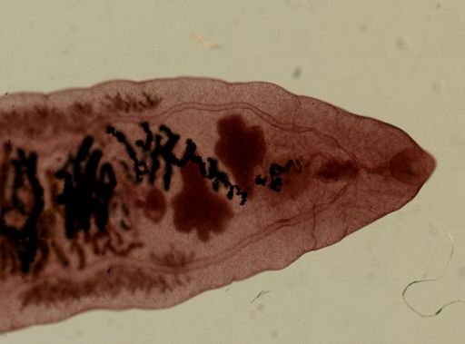 Dicrocoelium dendriticum