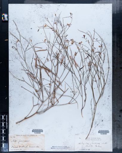 Astragalus