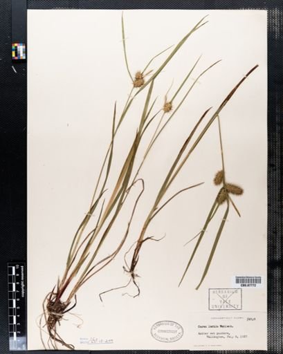 Carex lurida