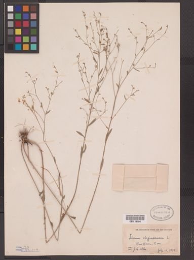 Linum virginianum