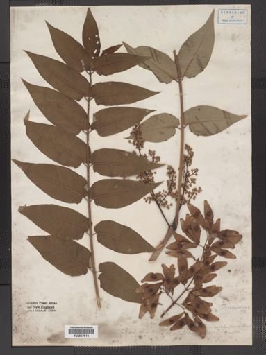 Ailanthus altissima