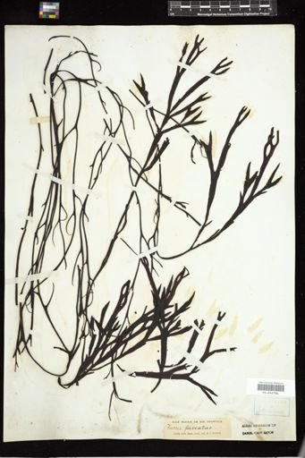 Fucus filiformis