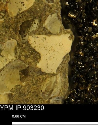 undet. Mollusca