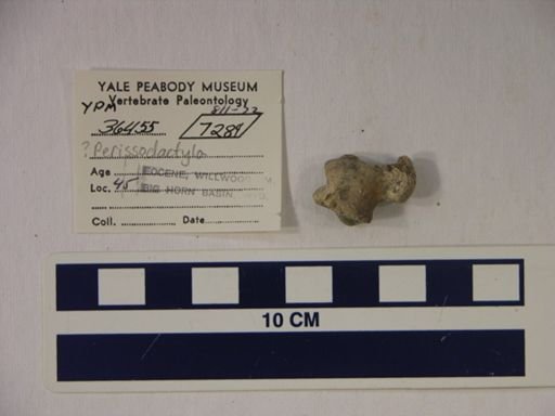 Perissodactyla?