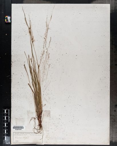 Carex
