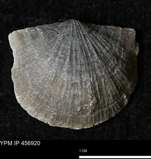 Stropheodonta sp.
