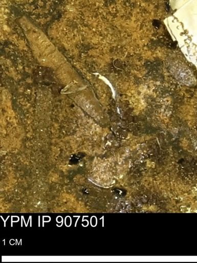 undet. Mollusca