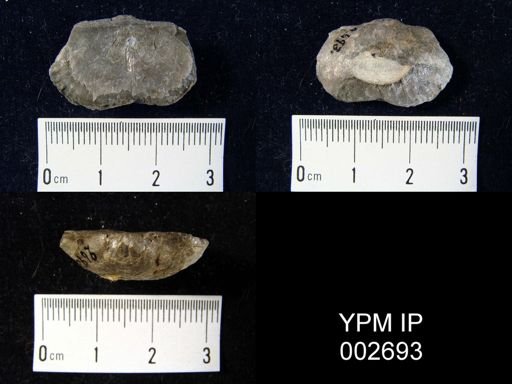 Leptaena? naronjoana