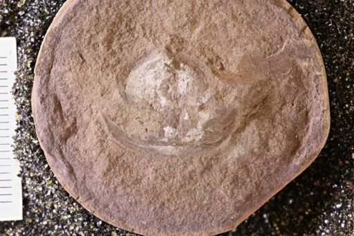 Euproops danae