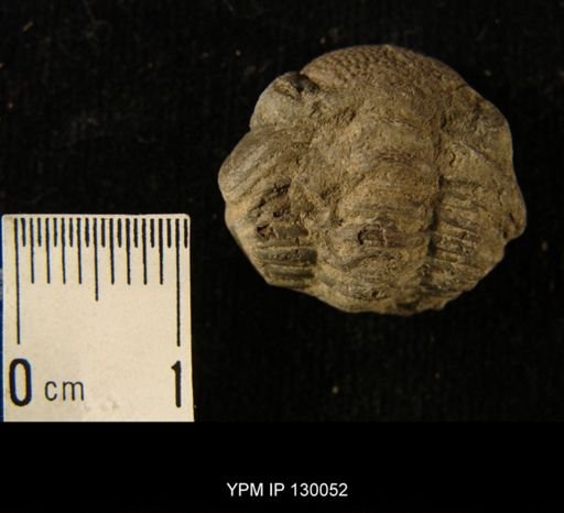 Phacops rana