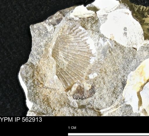 Oxytoma (Hypoxytoma) sp.
