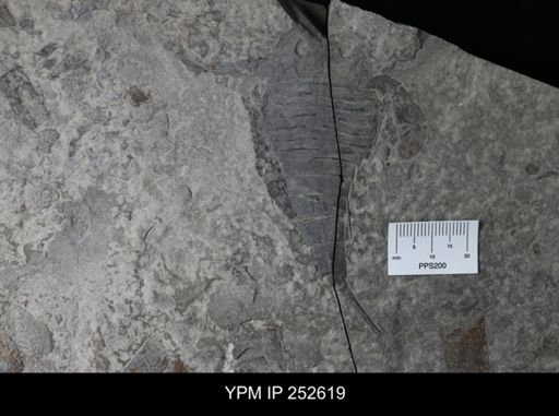 Eurypterus sp.