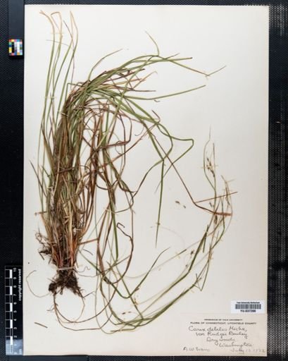 Carex debilis