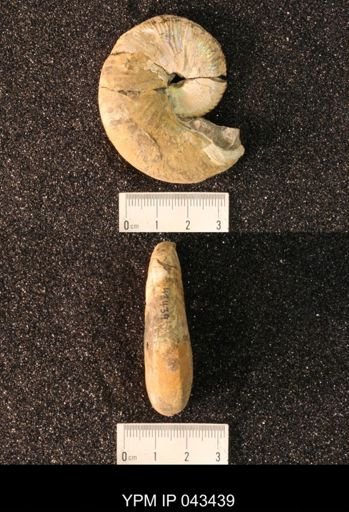 Hoploscaphites nicolletii
