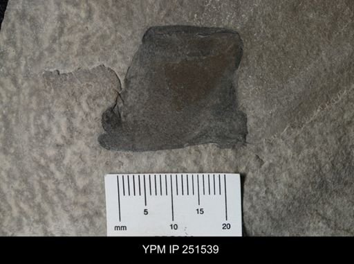 undet. Eurypterida