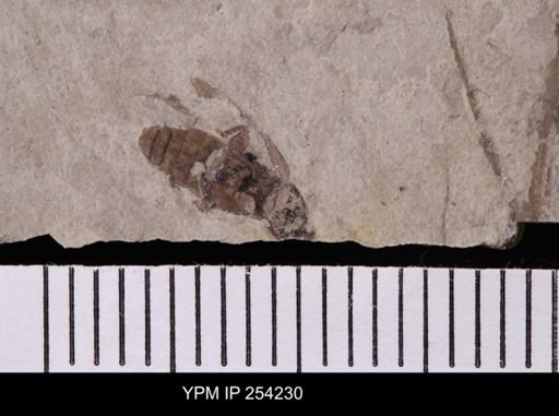 Blattodea?