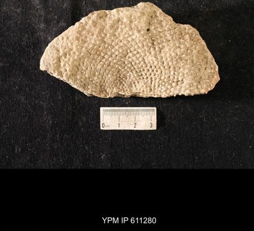 Receptaculites oweni