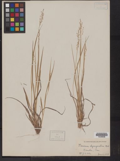 Panicum depauperatum