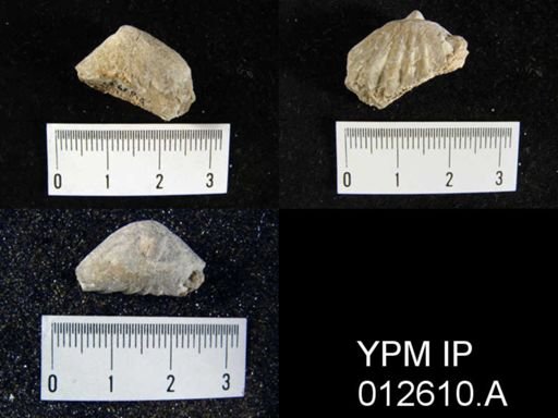 Camarophoria venusta